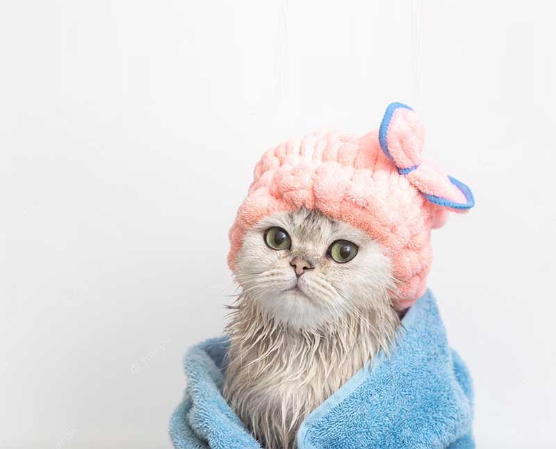 Conditioner