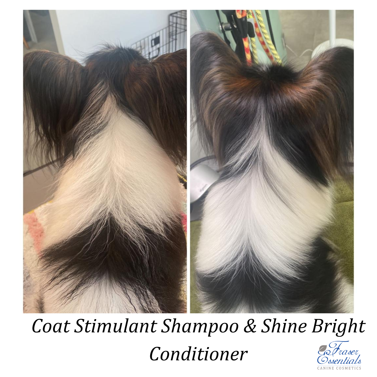 SHINE BRIGHT CONDITIONER